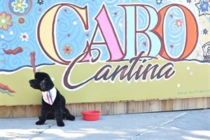 Cabo Cantina